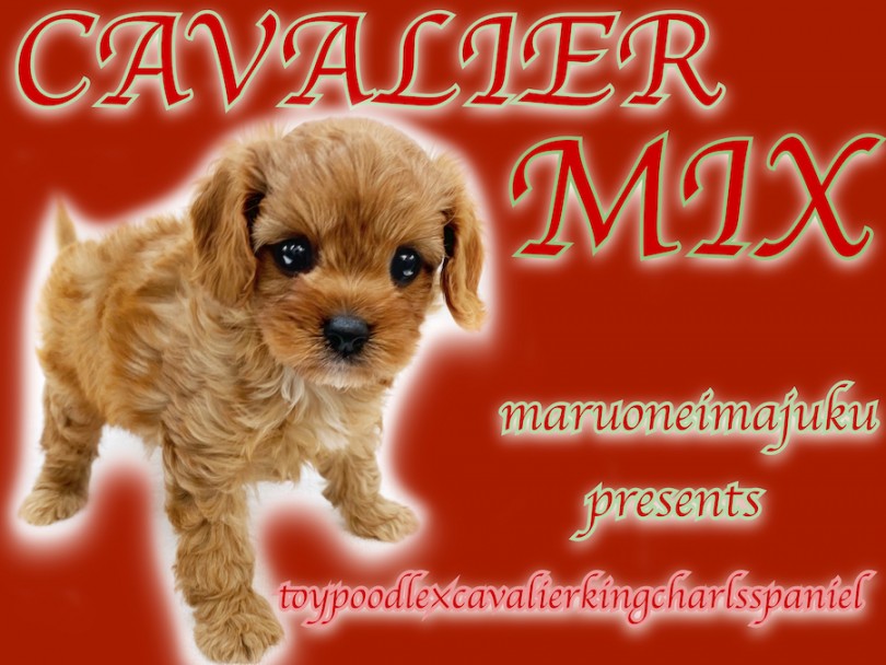 【 MIX犬 】トイプードルとキャバリアのMIX！希少カラーの奇跡のハーフ犬！