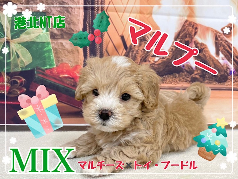 【 ミックス 】大人気ミックス犬！全てが可愛いすぎるマルプーちゃん