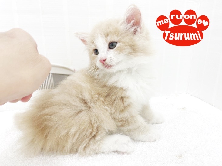 メンテナンスに初挑戦してみました！！ | ノルウェージャンフォレストキャット （713843） - 横浜 鶴見店