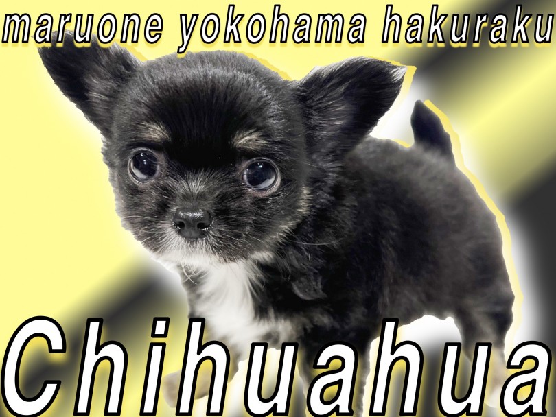 【 チワワ 】ブラックベースがポイント！元気で遊び好きの超小さめサイズ！