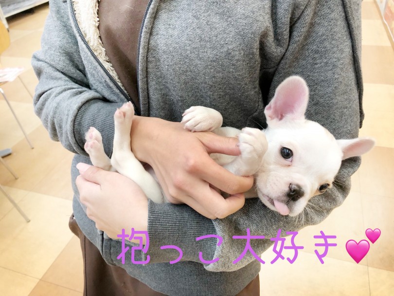 性格の良さはお墨付き♪家族愛が強い甘えん坊な性格が魅力!! | フレンチブルドッグ (116655) - 下丸子店