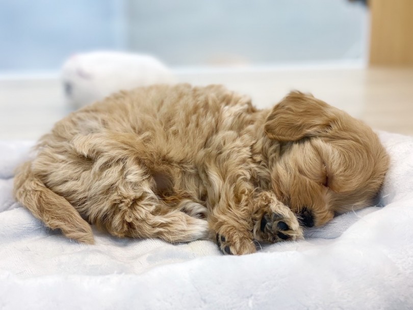 気持ちよさそうにスヤスヤ眠るマルプーちゃん♡ | MIX犬 マルプー （120487） - 横浜 今宿店