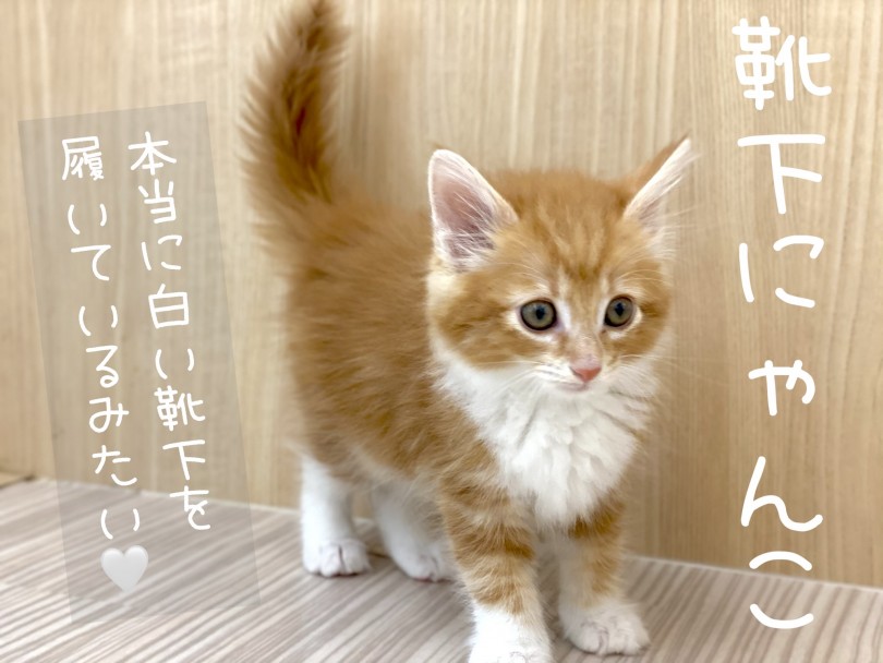 靴下をはいたにゃんこ！ | ノルウェージャンフォレストキャット （150253） - 東川口店