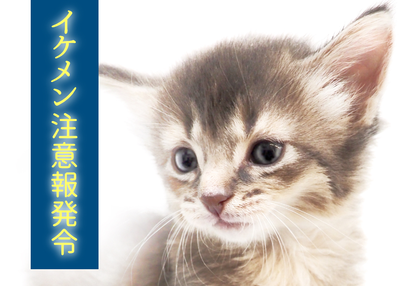 【 ソマリ 】ブルーの被毛が魅力の究極の美猫現る！イケメン注意報発令！