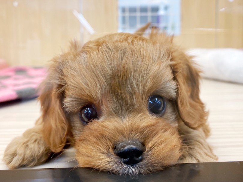 この上目使いにドキュン！！と来た方は急いで会いに来て下さい！！ | MIX犬 キャバプー （120480） - 横浜 今宿店