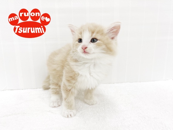 優しいカラーの被毛を纏った！正に天使♡ | ノルウェージャンフォレストキャット （713843） - 横浜 鶴見店