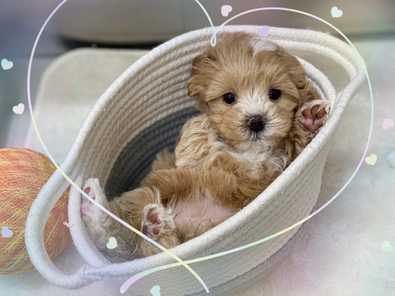 マルプーちゃんと年越しはいかがですか？ | MIX犬 マルプー （312070） - 横浜 港北ニュータウン店