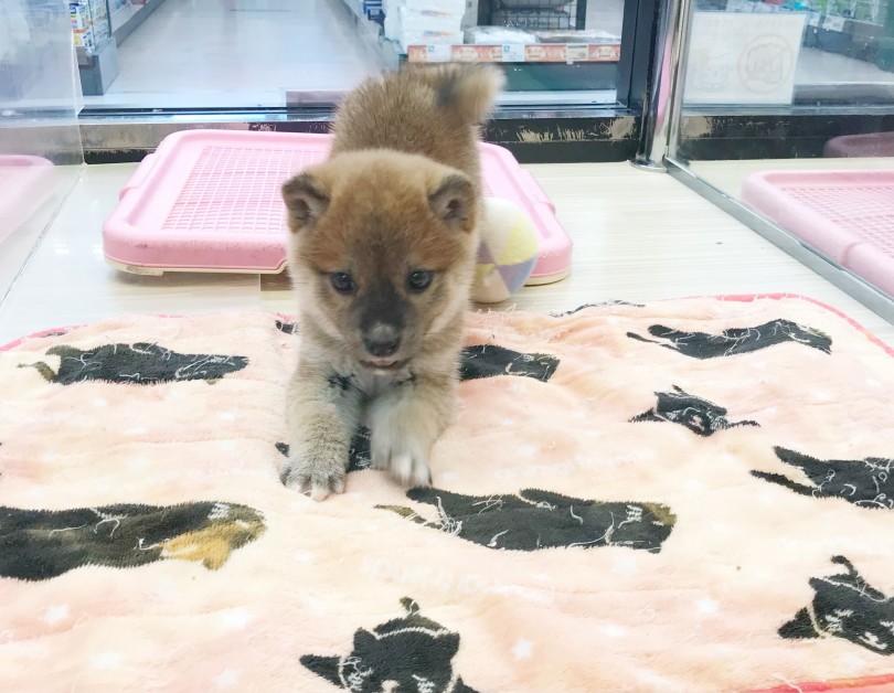 柴犬の飼育ポイント！ 十分な運動量の確保！ | 柴犬 （119313） - 梅島店