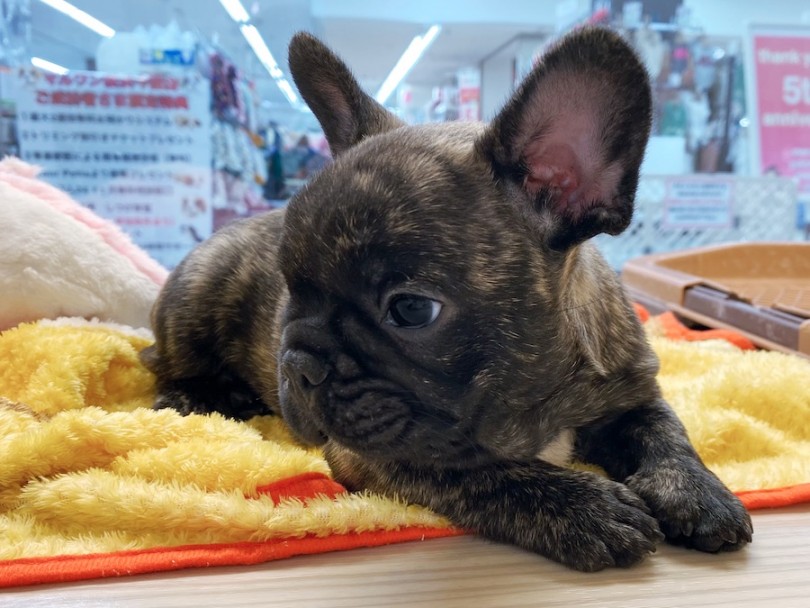 マズル超ぺったんこのペチャ顔♡ | フレンチブルドッグ （120482） - 横浜 今宿店