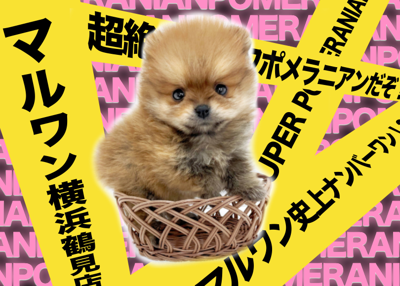 【 ポメラニアン 】可愛さ超弩級！生後60日で驚きの395g！オレンジポメ登場！