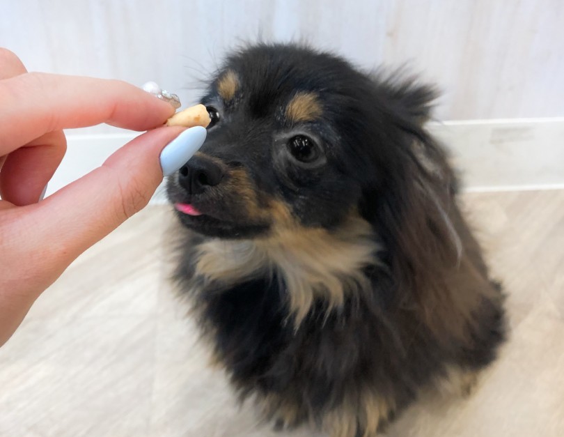 しっかりおすわりして待てます♡ | あなたはどっち？環境毎に変わる飼育方法をご紹介！ - 大和 相模大塚店
