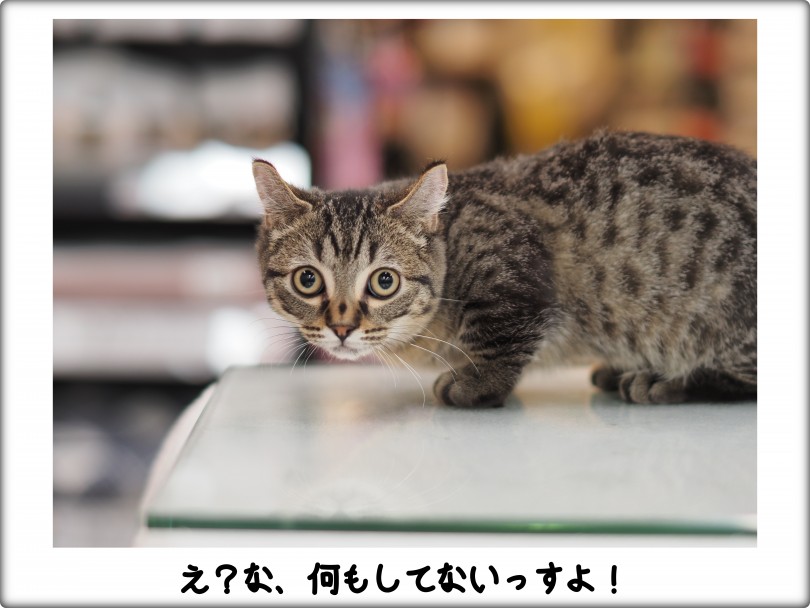 フォトギャラリー - キョトンとしたお顔 | キンカロー （140757） - 横浜 元町店