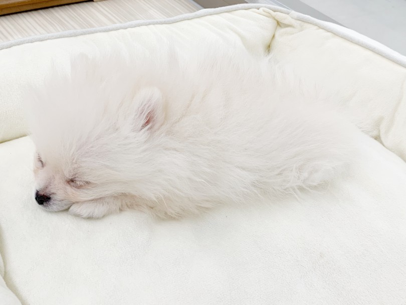 とっても甘えん坊で小さめキュートなポメくんはご家族のアイドルになる事間違いナシです♪ | ポメラニアン （014415） - 東日暮里店