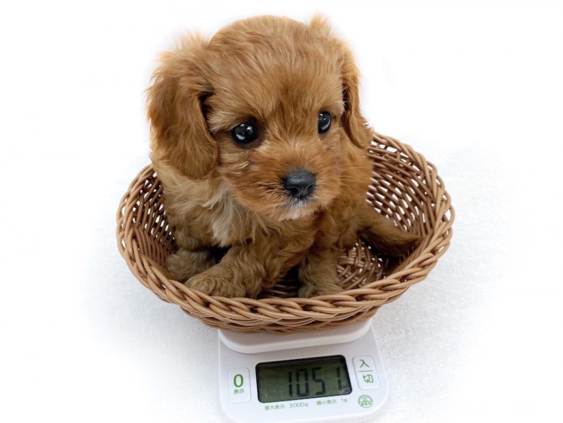 成犬時は4kg前後を予想 | MIX犬 キャバプー （120480） - 横浜 今宿店