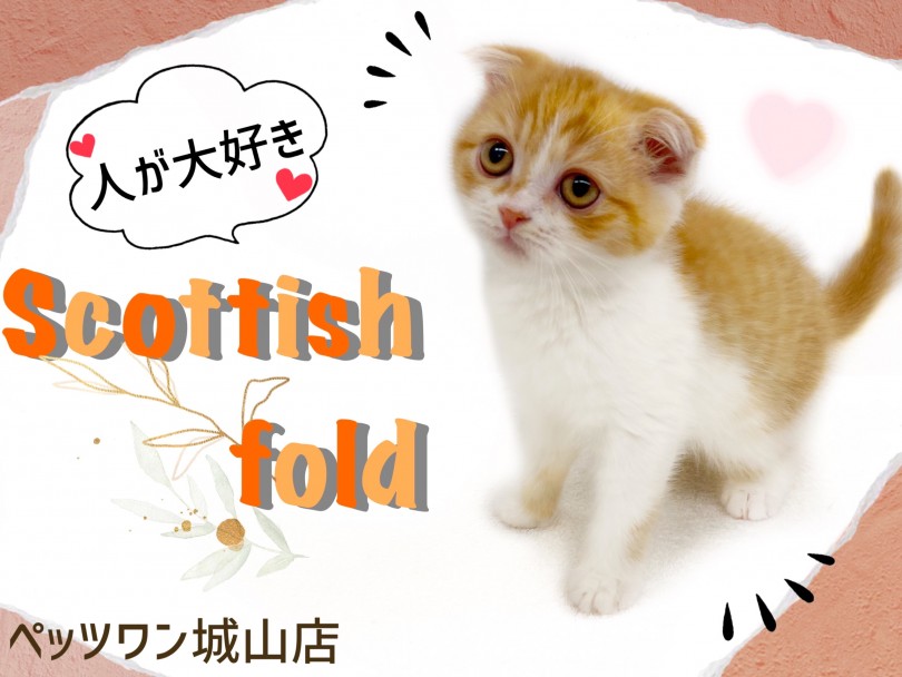 【 スコティッシュフォールド 】人が大好きな恐れ知らず威風堂々のスコちゃん