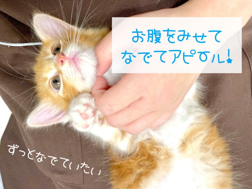 性格は温厚と言われていますが、まだまだ仔猫なので今はやんちゃです！ | ノルウェージャンフォレストキャット （150253） - 東川口店