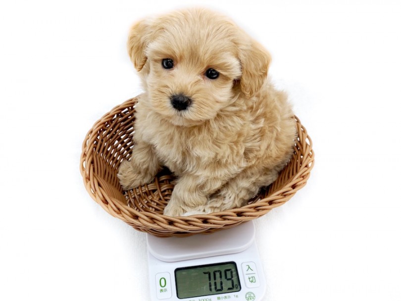 入店時体重は709g！ | MIX犬 マルプー （120487） - 横浜 今宿店
