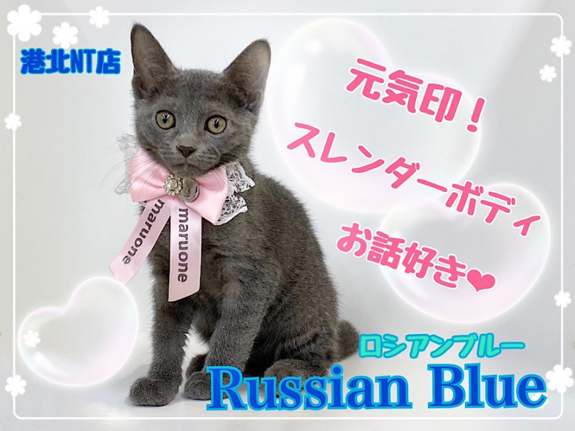 【 ロシアンブルー 】元気印！スレンダーボディのお話好きな女の子！