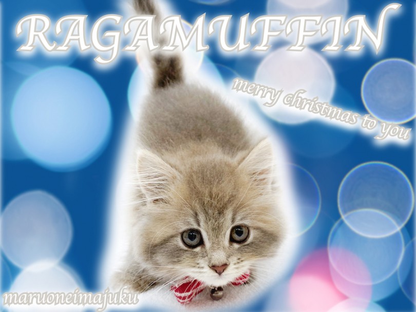 【 ラガマフィン 】人懐っこさNO1！目ヂカラ抜群のゴージャスCAT登場！