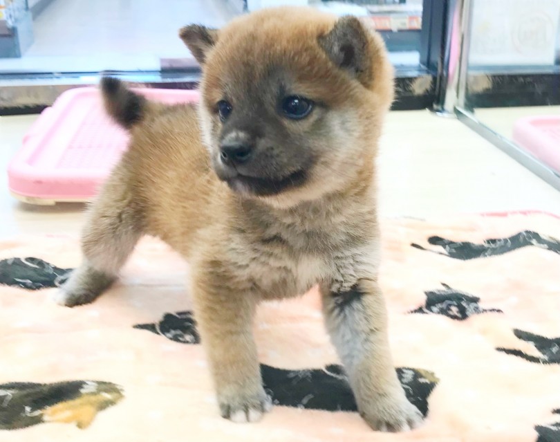 柴犬の飼育ポイント！ しつけは根気よく！ | 柴犬 （119313） - 梅島店