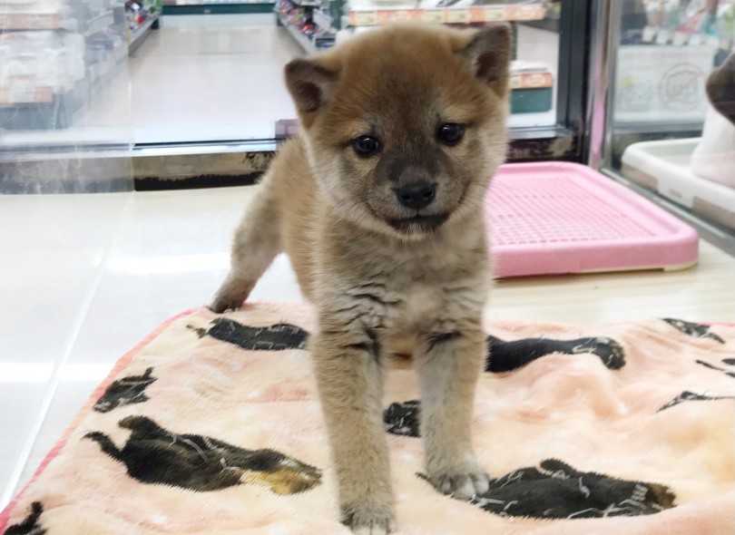 人気のタヌキ顔！大人になっても可愛いまま！！ | 柴犬 （119313） - 梅島店
