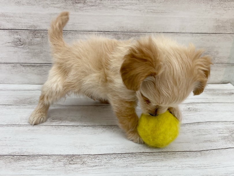 小さいボディに明るい性格でみんなに元気を届けちゃう！ | MIX犬 チワプー （116654） - 下丸子店