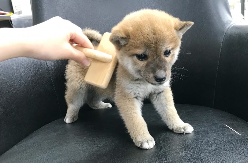 柴犬の飼育ポイント！ 毎日のブラッシング！ | 柴犬 （119313） - 梅島店