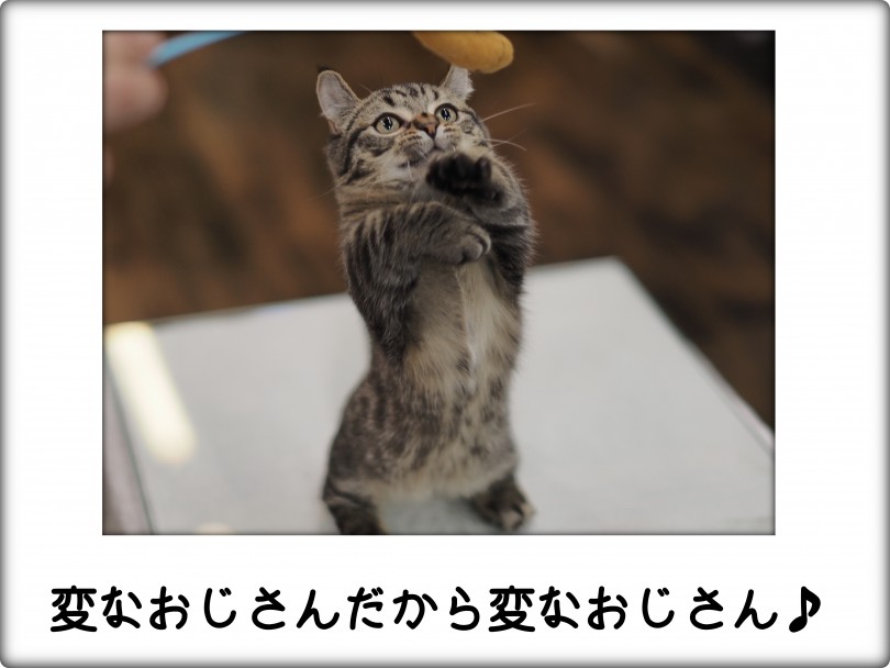 フォトギャラリー - 変なおじさんのくるくるしてるところ | キンカロー （140757） - 横浜 元町店