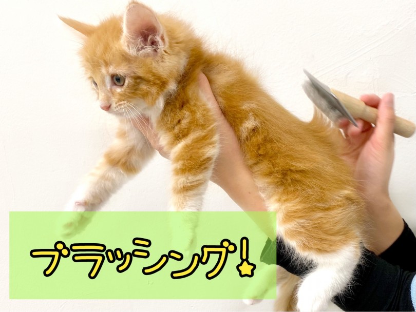 もふもふ具合がたまらない | ノルウェージャンフォレストキャット （150253） - 東川口店