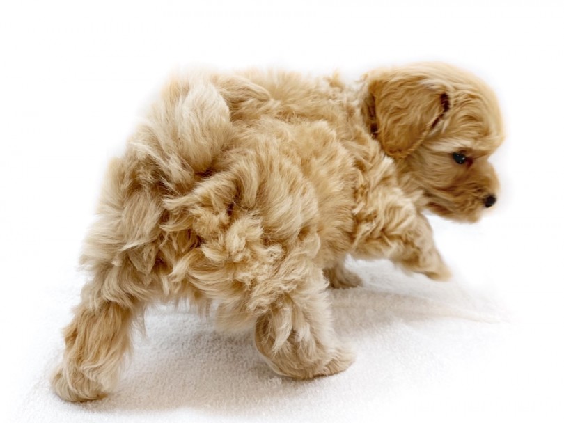 パパ（ホワイト）とママ（レッド）を絶妙なバランスで受け継いだゴールドカラー！ | MIX犬 マルプー （120487） - 横浜 今宿店