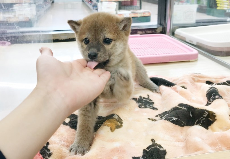 人が大好きな性格！お子様とも相性バツグン！ | 柴犬 （119313） - 梅島店