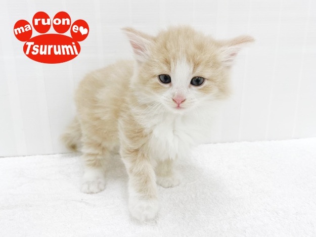 性格も大らかで猫初心者でも飼いやすい | ノルウェージャンフォレストキャット （713843） - 横浜 鶴見店