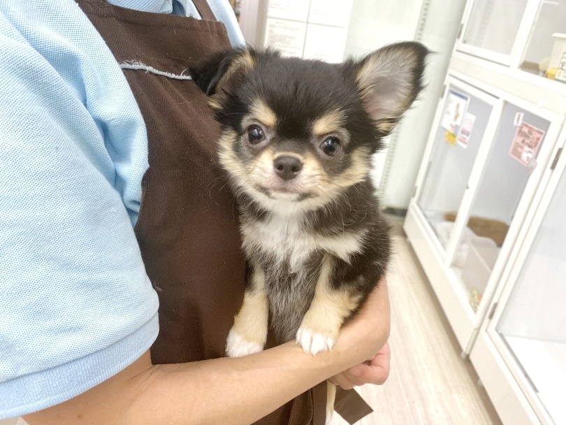 穏やかで甘えん坊な性格は誰とでも仲良く遊べる♪ | チワワ （512773） - 本羽田店