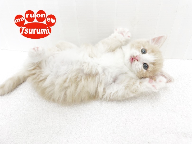 周囲に沢山癒しを与えてくれる大型種の猫ちゃん！ | ノルウェージャンフォレストキャット （713843） - 横浜 鶴見店