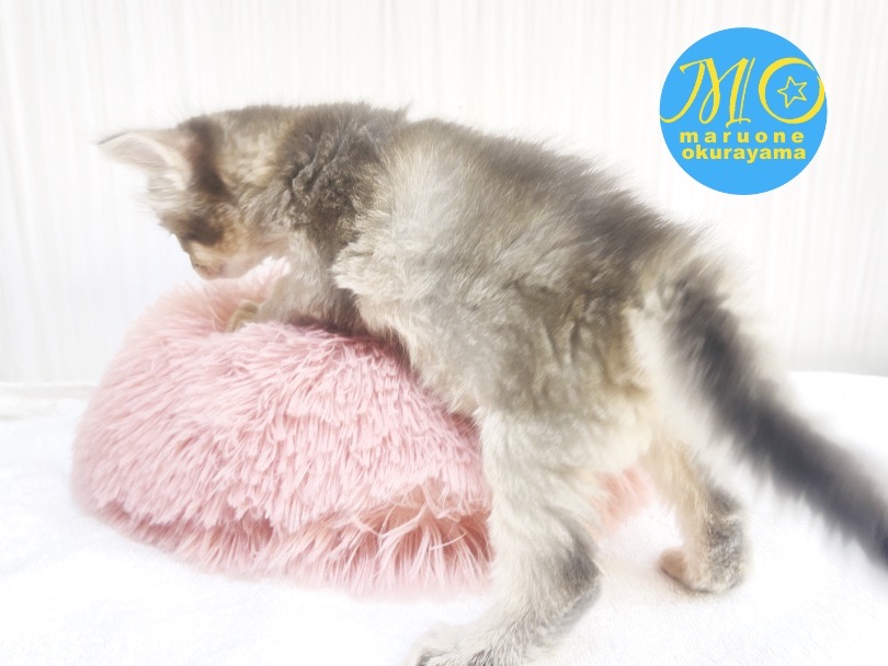 光の加減で色味が変わるブルーの美猫が現る！ | ソマリ （6131123） - 横浜 大倉山店