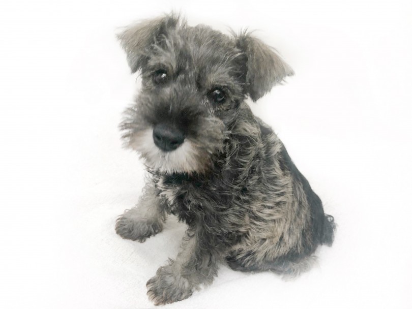 シュナウザーのウィートンはレアカラー！ | ミニチュア・シュナウザー （119312） - 梅島店
