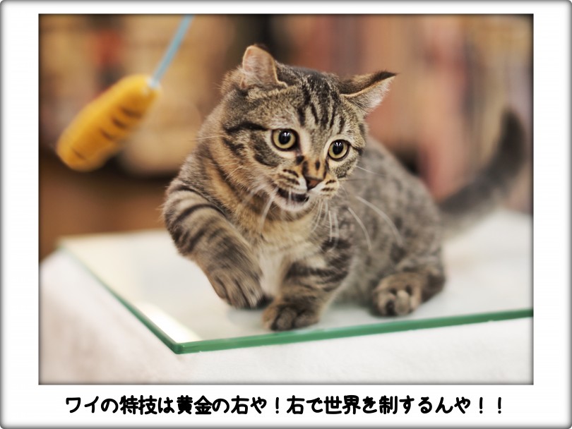 フォトギャラリー - 黄金の短い右 | キンカロー （140757） - 横浜 元町店