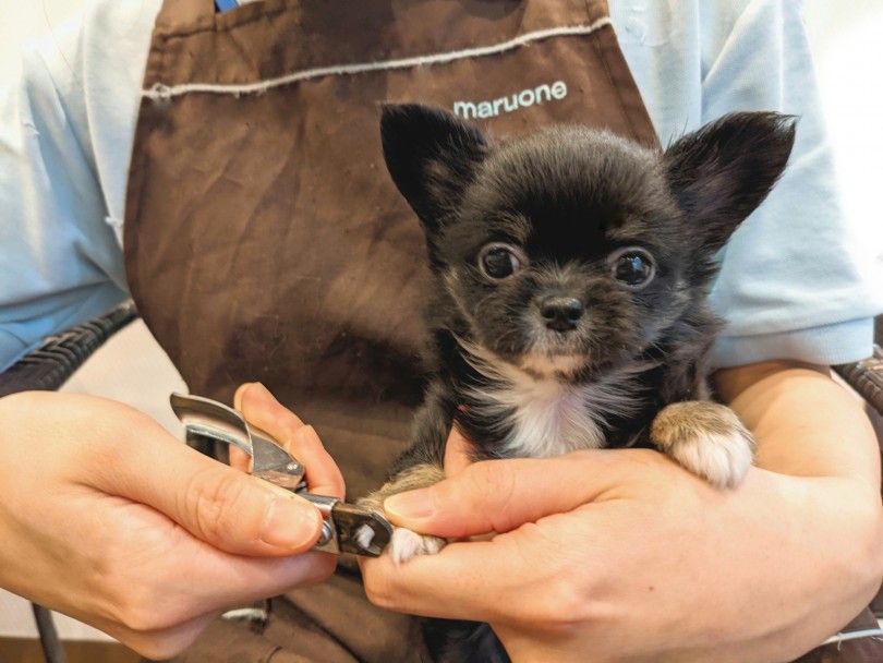 犬生初!お手入れに挑戦! | チワワ （11881） - 横浜 白楽店