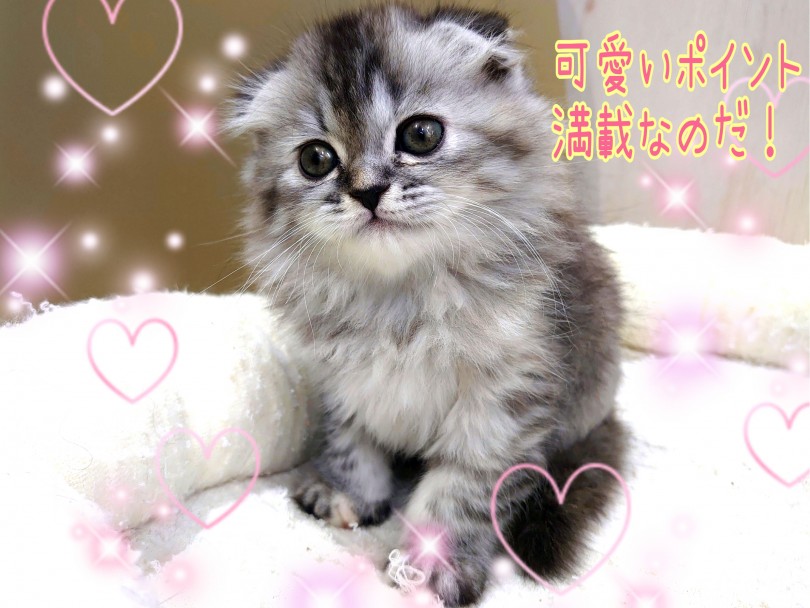垂れ耳、長毛、短足3拍子揃ったレアキャット！ | スコティッシュフォールド （130389） - 高井戸店