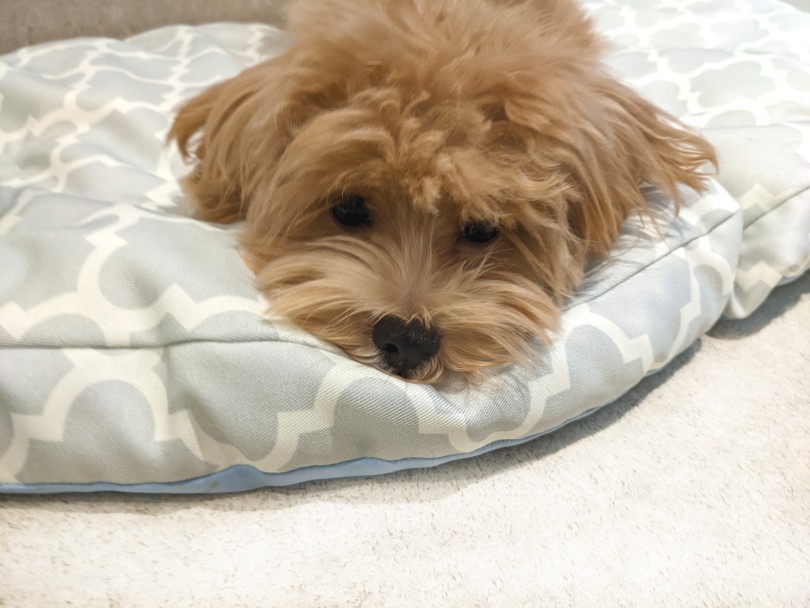 フカフカベッドでまったりタイム | MIX犬 マルプー （11866） - 横浜 白楽店