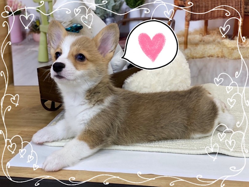 ピンと立った大きめのお耳と垂れたお目々が可愛い女の子 | ウェルシュコーギーペンブローク （312075） - 横浜 港北ニュータウン店