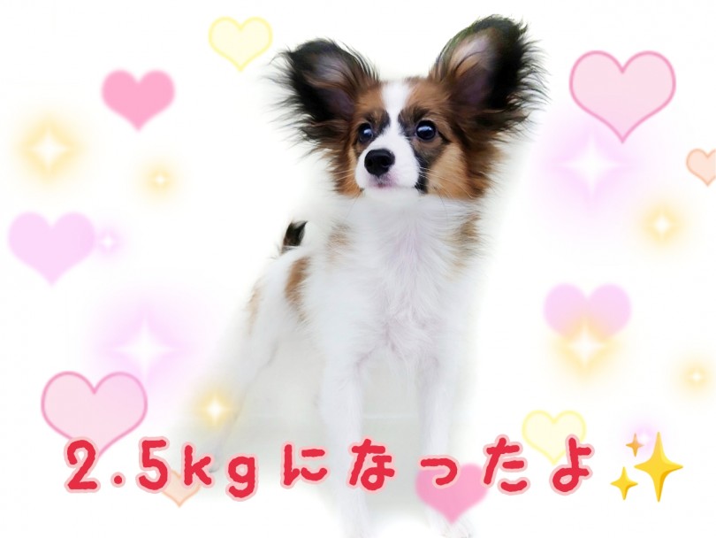 生後約4ヶ月 ムクムクしてたパピたんもスリムなイケメンに成長しました！ | パピヨン （130393） - 高井戸店