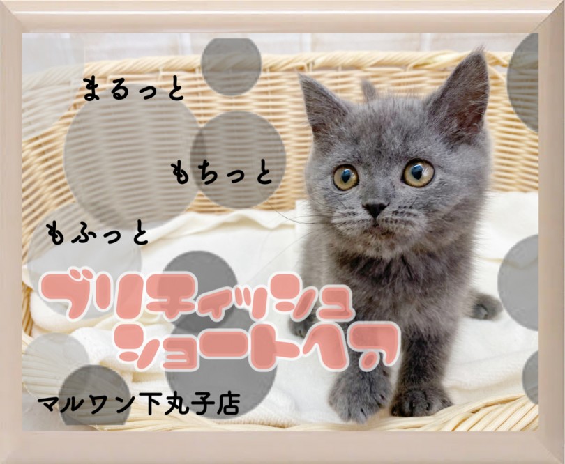 【 ブリティッシュショートヘア 】癒し系なまん丸ボディーの愛されにゃんこ！