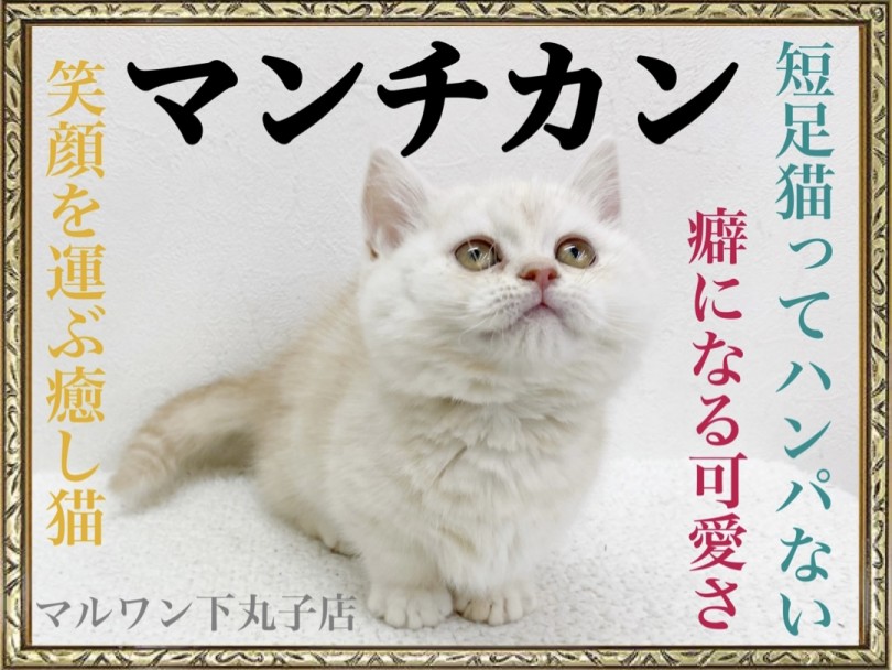 【 マンチカン 】あなたも絶対癖になる！笑顔を運ぶ癒し猫の魅力に迫る。