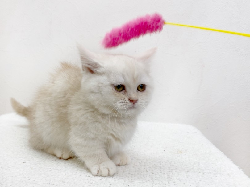 猫じゃらしで遊んでいるのか、遊ばれているのか | マンチカン （116661） - 下丸子店