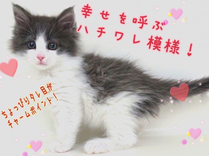 幸せを呼ぶハチワレ模様！ちょっぴりタレ目がチャームポイント！ | ラガマフィン （130394） - 高井戸店