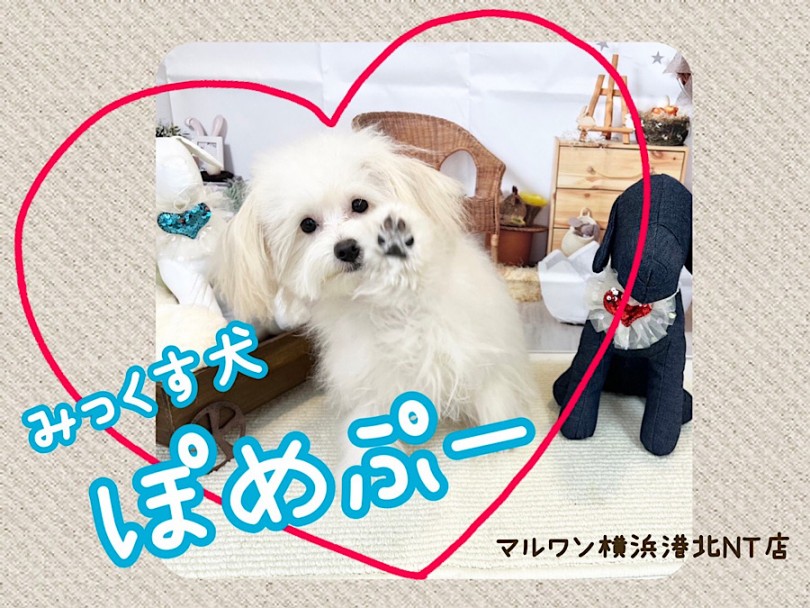 【 ミックス 】超フレンドリーに成長！天真爛漫な男の子、ポメプーくん