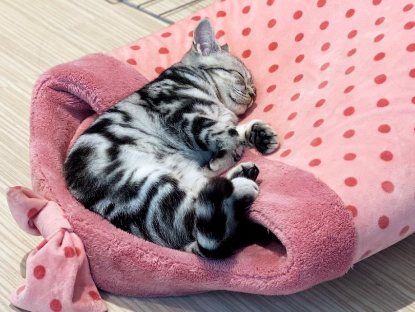 無防備にお腹を出して眠るアメショちゃんに癒される事間違いなし！ | アメリカンショートヘア （120458） - 横浜 今宿店