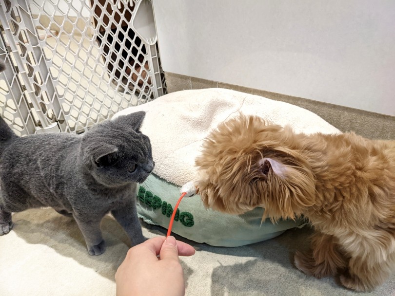 ワンちゃんだけでなく、猫ちゃんとも遊ぶマルプーくん | MIX犬 マルプー （11866） - 横浜 白楽店