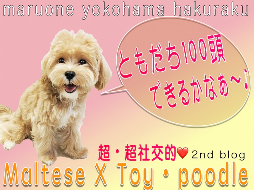 【 MIX 】友達100頭できるかな？社交性抜群で飼いやすいマルプーの2nd記事